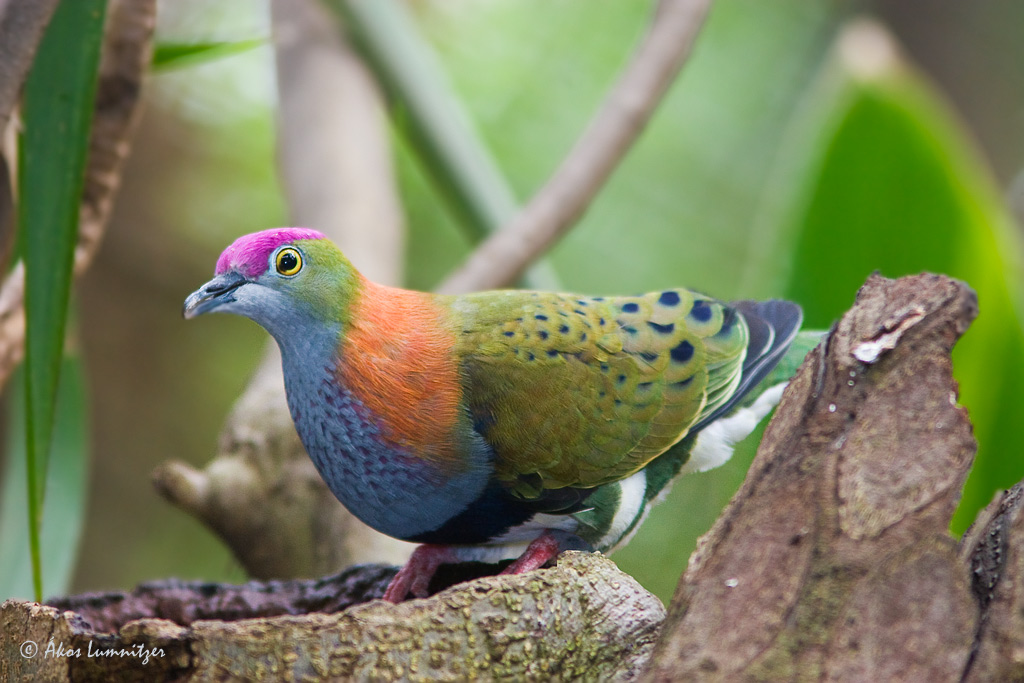 MATIN LUMINEUX: Fruit Dove